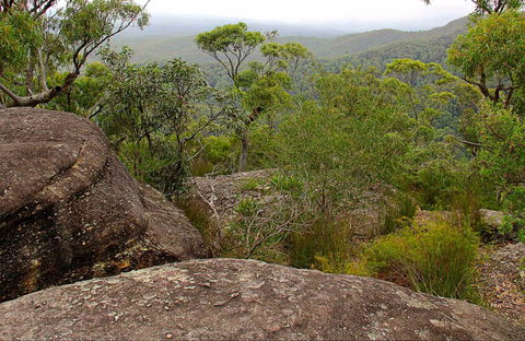 Pigeon House Mountain Didthul Walking Track - Accommodation Bookings 0