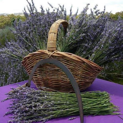 Rustique Lavender Farm - Accommodation Bookings 0