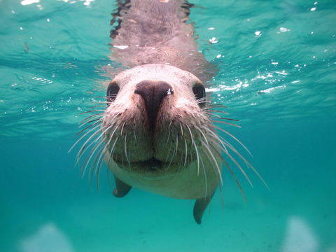 Seal Cove - Accommodation Bookings 0