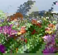 Smokin Heights Iris Display Garden - Accommodation Bookings