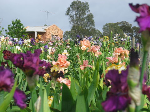 Smokin Heights Iris Display Garden - Accommodation Bookings 0