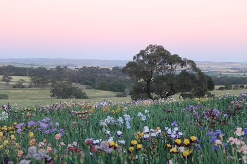 Smokin Heights Iris Display Garden - Accommodation Bookings 1