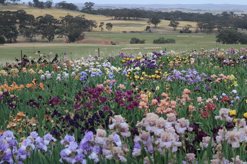 Smokin Heights Iris Display Garden - Accommodation Bookings 2