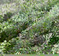 Snowgum Walking Track - Accommodation Bookings