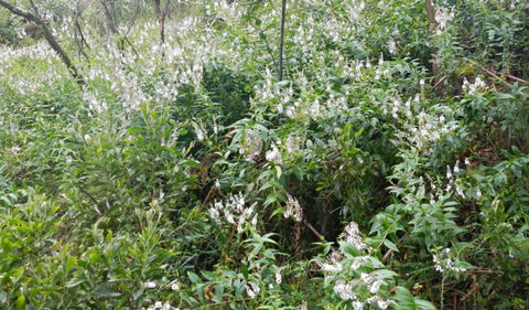 Snowgum Walking Track - Accommodation Bookings 0