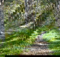 Stoodley Forest Walk and Arboretum - Accommodation Bookings