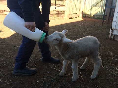 Taralga Wildlife Park - Accommodation Bookings 0