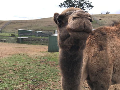 Taralga Wildlife Park - Accommodation Bookings 1