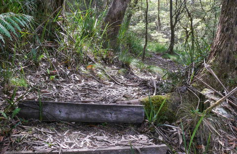 Tea Tree Falls Walking Track - Accommodation Bookings 0