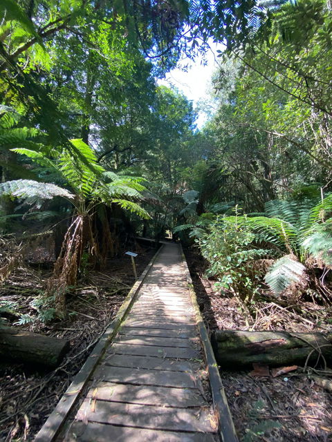 Wirrawilla Rainforest Walk - Accommodation Bookings 0