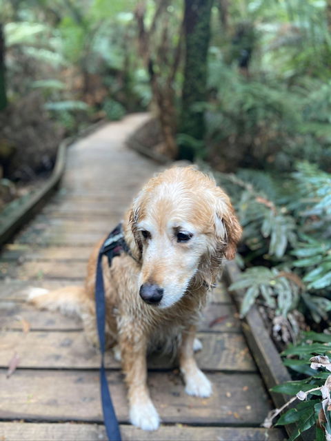 Wirrawilla Rainforest Walk - Accommodation Bookings 1