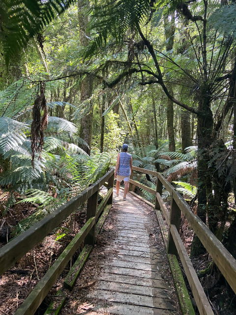 Wirrawilla Rainforest Walk - Accommodation Bookings 2