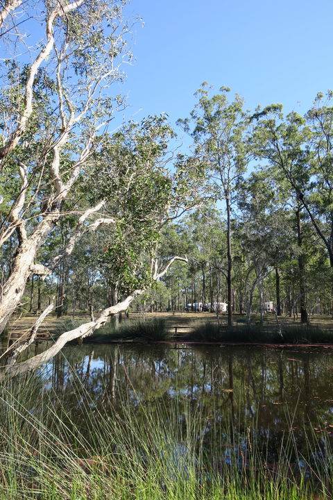 Wongi State Forest - Accommodation Bookings 0
