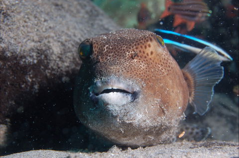 Amity Point Dive Site - Accommodation Bookings 0