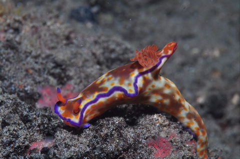 Amity Point Dive Site - Accommodation Bookings 1