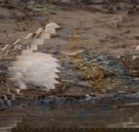 Bird watching at the Goan water hole - Accommodation Bookings
