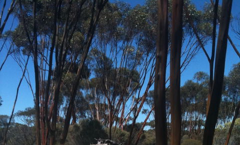 Boorabbin National Park - Accommodation Bookings 0