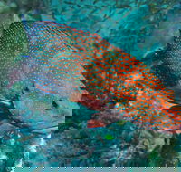 Cobia Hole Dive Site - Accommodation Bookings