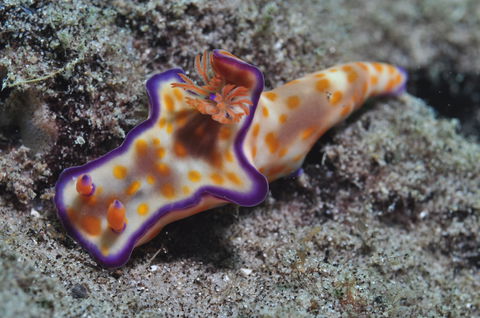 Curtin Artificial Reef Dive Site - Accommodation Bookings 0