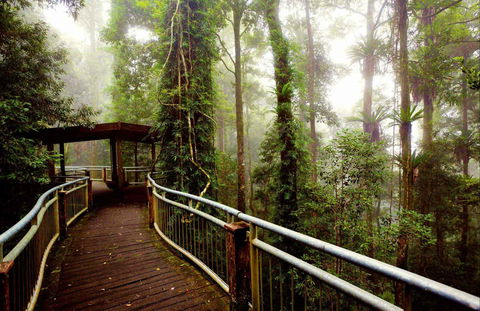 Dorrigo National Park - Accommodation Bookings 0