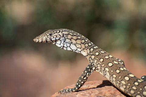East MacDonnell Ranges - Accommodation Bookings 1