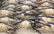 Fish And Fowl - thumb 1