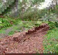 Forest Walking Track Gibraltar Range National Park - Accommodation Bookings