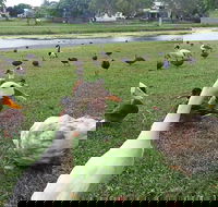 Gooseponds North Mackay - Accommodation Bookings