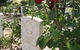 Japanese And Australian War Cemeteries - thumb 1