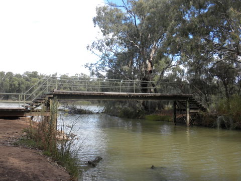 Junction Island Nature Reserve, Canoe Tree And Walking Track - Accommodation Bookings 0
