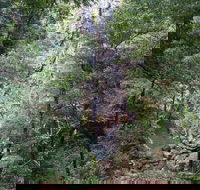 Kondalilla Falls Circuit Kondalilla National Park - Accommodation Bookings