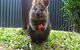 Kuranda Koala Gardens - thumb 1