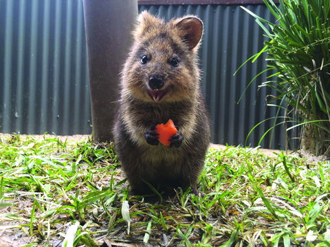 Kuranda Koala Gardens - Accommodation Bookings 1