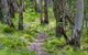 Mount Canobolas State Conservation Area - thumb 0