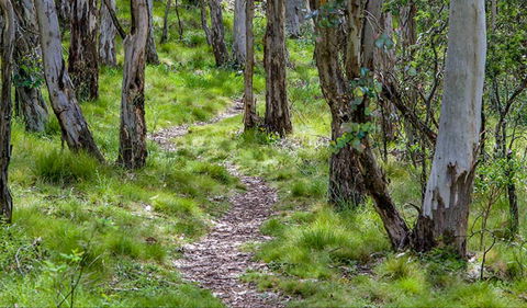 Mount Canobolas State Conservation Area - Accommodation Bookings 0