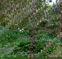 Nature Walking Track - Accommodation Bookings