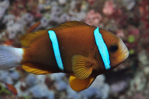 Nursery Reef - Accommodation Bookings 0