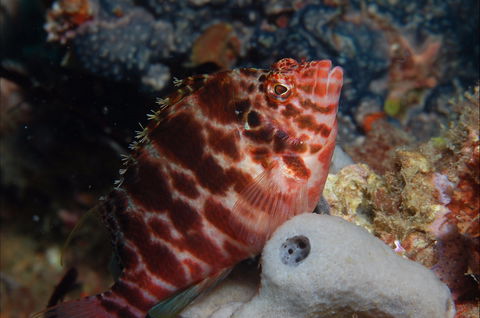 Nursery Reef - Accommodation Bookings 1