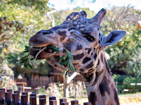 Perth Zoo - Accommodation Bookings 0