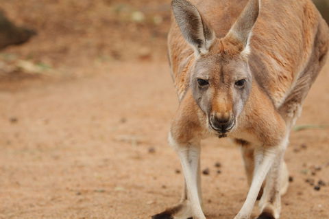 Perth Zoo - Accommodation Bookings 1