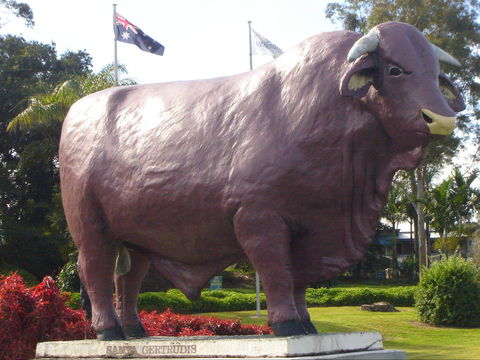 Rockhampton Bull Statues - Accommodation Bookings 1