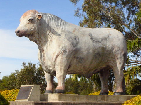 Rockhampton Bull Statues - Accommodation Bookings 2