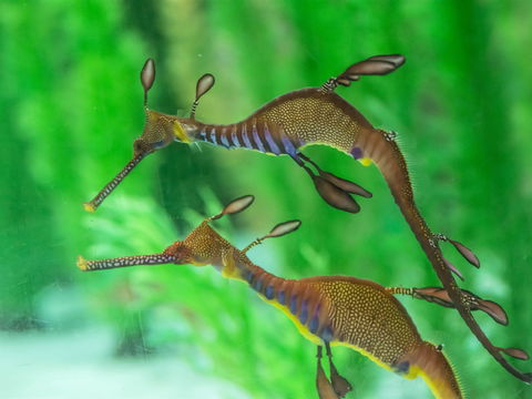 Seahorse World - Accommodation Bookings 1