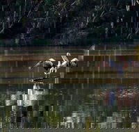 Seaham Swamp Nature Reserve - Accommodation Bookings
