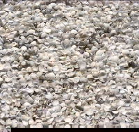 Shell Beach - Accommodation Bookings