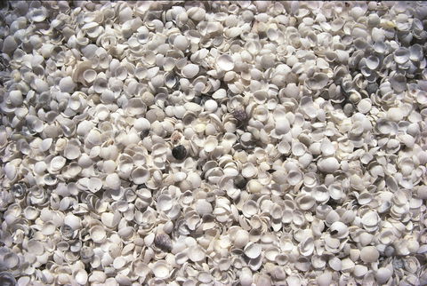 Shell Beach - Accommodation Bookings 0