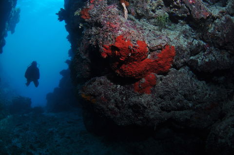 Stepping Stones Dive Site - Accommodation Bookings 0