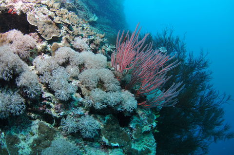 Stepping Stones Dive Site - Accommodation Bookings 1