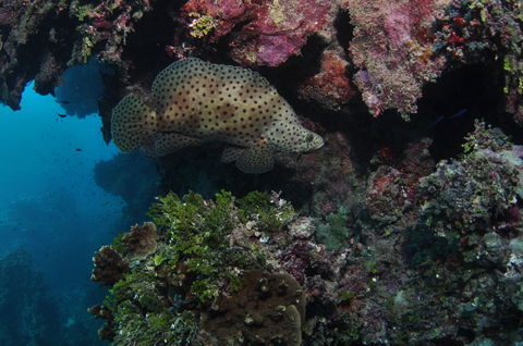 Stepping Stones Dive Site - Accommodation Bookings 2