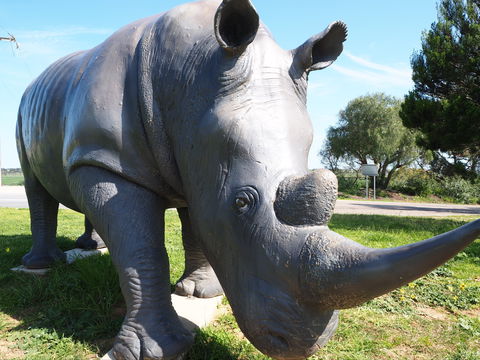 Tailem Bend Rhino Park And Dickson Reserve - Accommodation Bookings 0